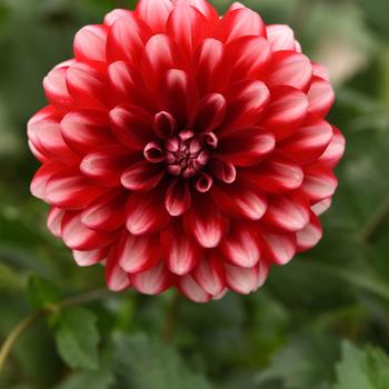 Dahlia 'Red Lace'