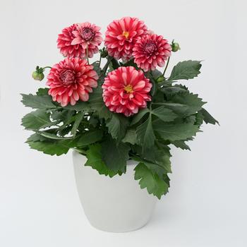 Dahlia Dalaya® 'Red Lace' (313498)