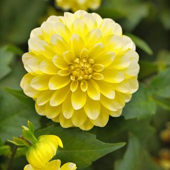 Dahlia 'Yellow Lace'