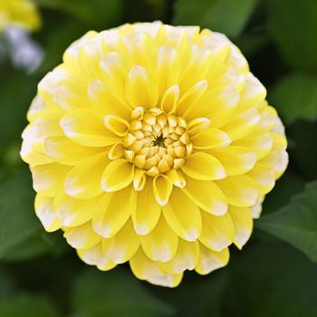 Dahlia Dalaya® 'Yellow Lace' (313501)