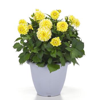 Dahlia Dalaya® 'Yellow Lace' (313502)