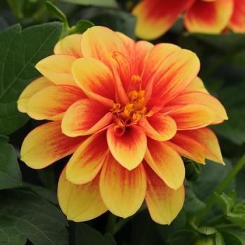 Dahlia 'Yellow+Red Eye'