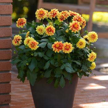 Dahlia Dalaya® 'Yellow+Red Eye' (313504)