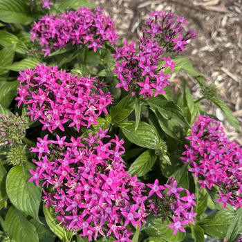 Pentas lanceolata 'Kaleidoscope Lilac'