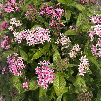 Pentas lanceolata 'Kaleidoscope Appleblossom'