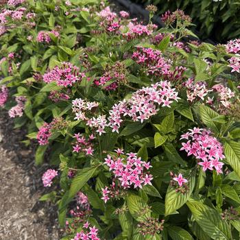 Pentas lanceolata 'Kaleidoscope Appleblossom' (313509)
