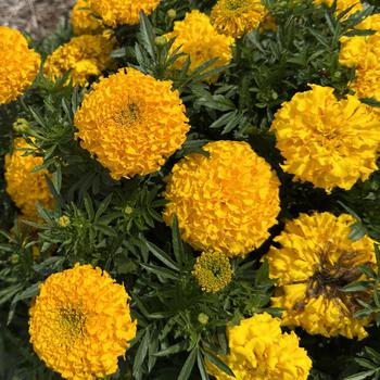 Tagetes erecta Antigua&trade; 'Gold' (313511)
