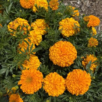 Tagetes erecta 'Orange' PP26,747