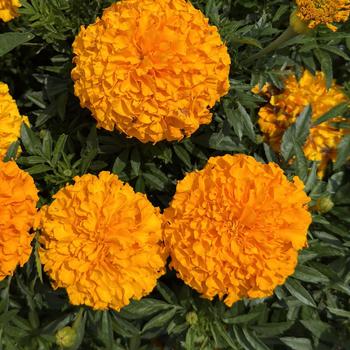 Tagetes erecta Antigua™ 'Orange' (313513)