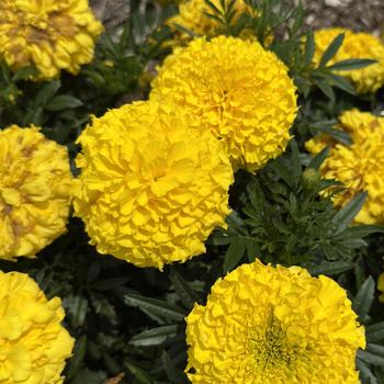 Tagetes erecta 'Yellow' PP19488P2