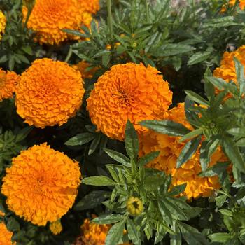 Tagetes erecta Inca II™ '' (313516)
