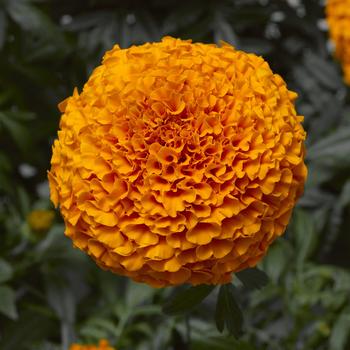 Tagetes erecta Inca II™ '' (313517)