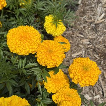 Tagetes erecta Inca II™ 'Gold'