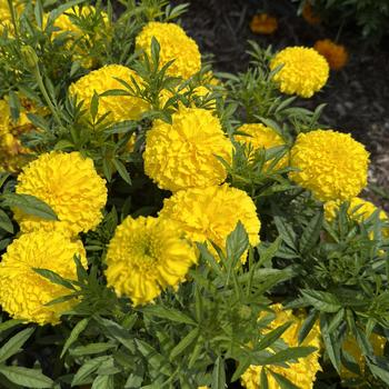 Tagetes erecta 'Yellow' USPP25969P2