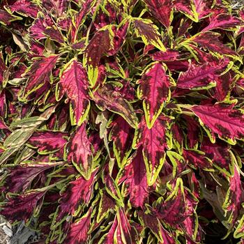 Coleus scutellarioides TerraScape™ 'All That Lava' (313521)