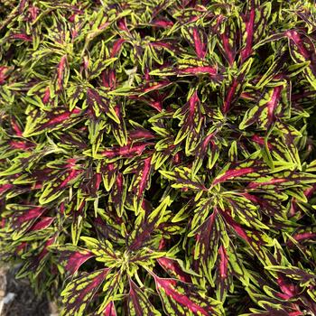 Coleus scutellarioides TerraScape™ 'All That Jazz'