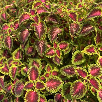 Coleus PartyTime&trade; 'Pink Berry' (313524)