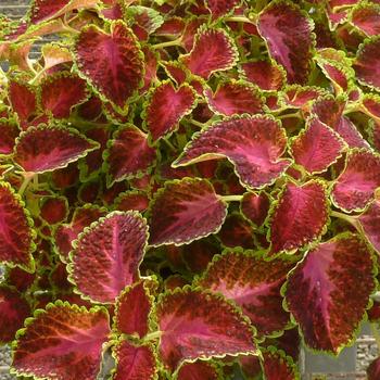 Coleus 'Pink Berry'