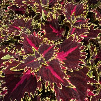 Coleus scutellarioides TerraScape™ 'Queen' (313526)