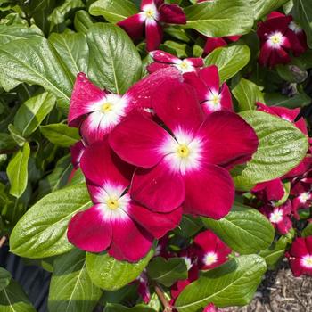 Catharanthus roseus