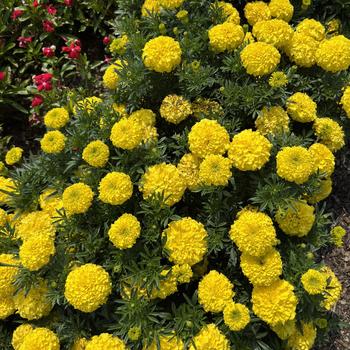 Tagetes erecta 'Gold' 10,300,002 B2