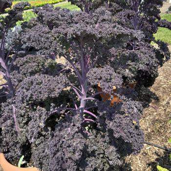 Brassica oleracea var. acephala 'Redbor' (313530)