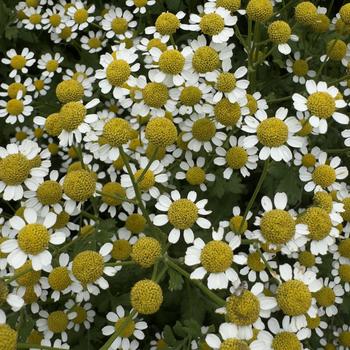 Tanacetum parthenium 'Cameron'