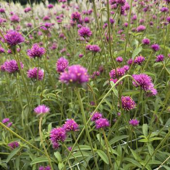 Gomphrena pulchella 'Fireworks'