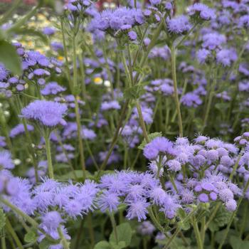 Ageratum houstonianum 'Blue Horizon' 