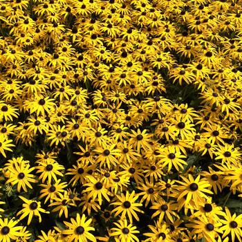 Rudbeckia fulgida var. sulivanttii 'Goldblitz' (313534)