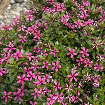 Catharanthus Soiree kawaii® '' (313535)
