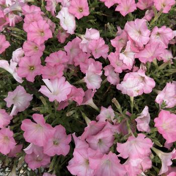 Petunia 'Heavenly Cashmere Pink'