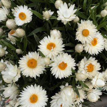 Bracteantha bracteata 'Sunbrero White'