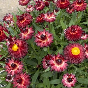 Bracteantha bracteata 'Sunbrero Red'