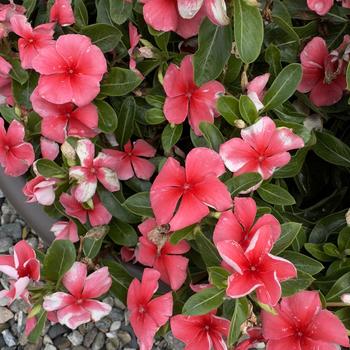 Catharanthus roseus Nirvana® XDR '' (313540)