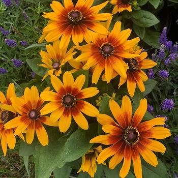 Rudbeckia hirta MiniBeckia™ 'Flame' (313543)