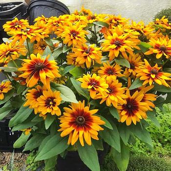 Rudbeckia hirta 'G16223' PP29941P3