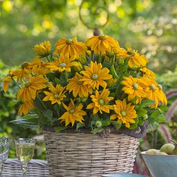 Rudbeckia hirta 'Ophelia'
