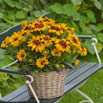 Rudbeckia hirta 'Alicia'