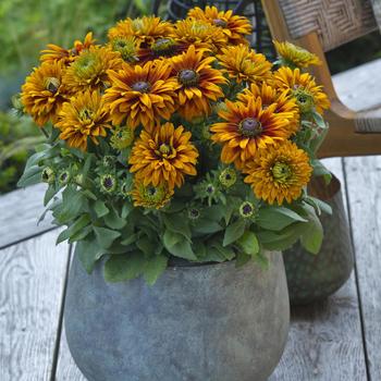 Rudbeckia hirta 'Graffiti Caramel'