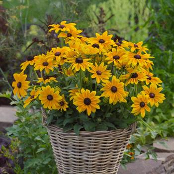 Rudbeckia hirta 'Sophia'