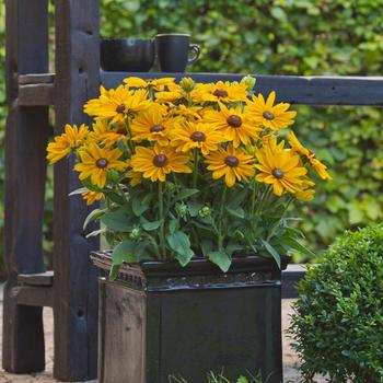 Rudbeckia hirta 'Victoria'