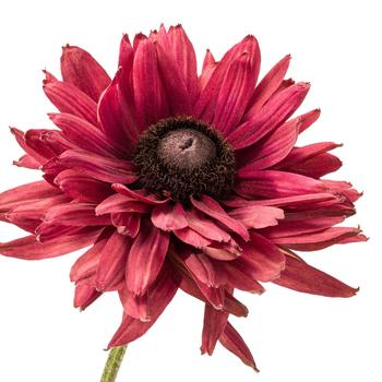 Rudbeckia Rodeo™ '' (313551)