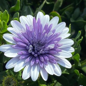 Osteospermum 'Blue Ice' (313553)