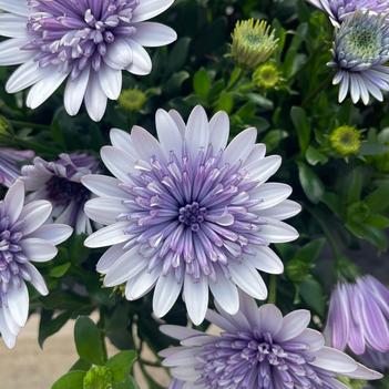 Osteospermum 'Blue Ice'
