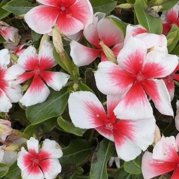 Catharanthus roseus 'Apricot Splash'