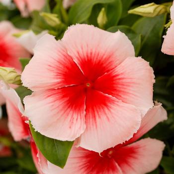 Catharanthus roseus Nirvana® XDR 'Apricot Splash' (313556)