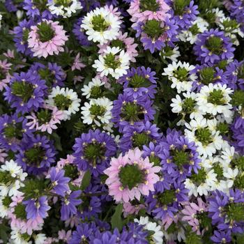 Combination Planter 'Fanatix™ Spring Spirit™'