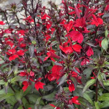 Lobelia x speciosa 'Fan&reg; Scarlet Compact' (313558)