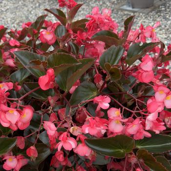 Begonia x benariensis 'Salmon with Bronze Leaf'